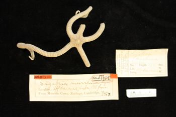 Media type: image;   Invertebrate Zoology OPH-2707